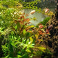 Live Aquarium Stem Plants - Freshwater Aquatic Plant for Fish Tanks, Aquascaping - (Ludwigia Repens, 4 Bunches)