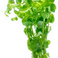 Live Plant - Rotala Indica Green - Easy Care, Moderate Light, Bright Green Accent, Freshwater Aquatic Plant for Aquascaping - Lead Bunch