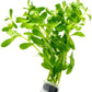 Live Plant - Ludwigia Inclinata 'Green' - Moderate Care, High Light, Bright Green Accent, Freshwater Aquatic Plant for Aquascaping - Lead Bunch