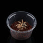 10 Pcs Spider Terrariums Breeding Box Small Round Hatching Container Acrylic Feeding Box for Spider Scorpion Centipede Insect
