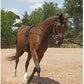 Dover Saddlery Balance Complete Training System, Color: Brown, Size: F/S