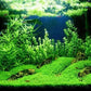 Foreground Potted Live Aquarium Plants | Freshwater Aquatic Plants for Aquariums (Potted Dwarf Baby Tears)