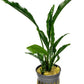 Live Jungle Plants - Anubias Heterophylla ‘Supernova’ - Large Leaf Rhizome Plant for Midground to Background Freshwater Aquascapes, Low Light Accent - Pot