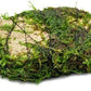 Live Aquarium Plants on Driftwood, Lava Rock, Moss Mat - Freshwater Fish Tank Plants (Christmas Moss on Lava Stone)