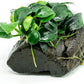 Live Aquarium Plants on Driftwood, Lava Rock, Moss Mat - Freshwater Fish Tank Plants (Anubias Nana Petite, Driftwood (Small))