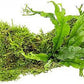Live Aquarium Plants on Driftwood, Lava Rock, Moss, Fiber Mat - Freshwater Fish Tanks - Easy, Beginner Friendly (Java Fern Windelov with Moss, Driftwood (Medium))