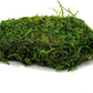 Live Aquarium Plants on Driftwood, Lava Rock, Moss Mat - Freshwater Fish Tank Plants (Christmas Moss on Lava Stone)