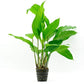 Anubias Live Aquarium Plants - Potted Freshwater Plant for Fish Tanks, Terrariums - Beginner Friendly Low Light (Heterophylla, Mother Plant)