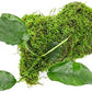 Live Aquarium Plants on Driftwood, Lava Rock, Moss Mat - Freshwater Fish Tank Plants (Anubias Barteri w/Christmas Moss, Driftwood (Medium))