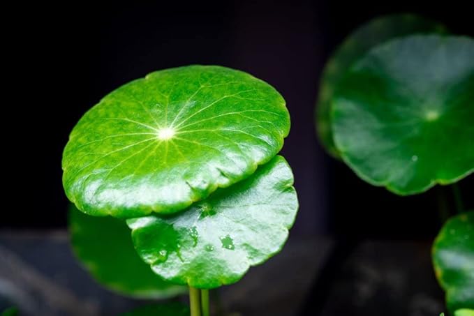 Live Aquarium Stem Plants - Freshwater Aquatic Plant for Fish Tanks, Aquascaping - (Hydrocotyle Verticillata, 1 Bunch)