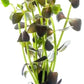 Live Plant - Purple Bacopa (Bacopa salzmannii) - Moderate Care, Moderate to High Light, Purple and Violet Accent, Freshwater Aquatic Plant for Aquascaping - Lead Bunch