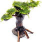 Live Planted Bonsai - Java Moss on Bonsai Driftwood - Bright Green Aquascaping Decor for Freshwater Aquariums - Large