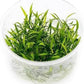 Ultum Nature Systems Cryptocoryne Parva Tissue Culture Live Plant for Aquarium, Freshwater Fish Tank, Aquascaping - 100% Snail Free in Vitro