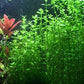 Potted Live Aquarium Plants | Freshwater Aquatic Plants for Aquariums (Moneywort, 5 Pack)