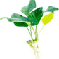 Java Fern and Anubias Aquarium Plant Bundle - Live Freshwater Plants for Aquascaping, Low Maintenance, Easy Beginner-Friendly Decor for Fish Tank