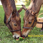 Leather Mini or Suckling Foal Size Horse Halter | Brown Leather with Solid Brass Hardware | Adjustable Chin, Double Stitched, Double Buckle Crown.