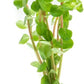 Live Plant - Rotala Fujian - Moderate Care, High Light, Orange-Pink Accent, Freshwater Aquatic Plant for Aquascaping - Lead Bunch