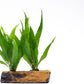 Live Aquarium Plants on Driftwood, Lava Rock, Moss Mat - Freshwater Fish Tank Plants (Java Fern, Driftwood (Medium))