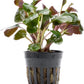 Live Plants - Lobelia Cardinalis (Lobelia cardinalis) - Moderate to High Light, Bright Green Accent Freshwater Aquatic Stem Plant, Midground Placement for Aquascaping - Pot, 3 Pack