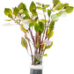 Live Plant - Rotala Mexicana - Moderate Care, High Light, Bright Green Accent, Freshwater Aquatic Plant for Aquascaping - Lead Bunch