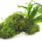 Live Aquarium Plants on Driftwood, Lava Rock, Moss, Fiber Mat - Freshwater Fish Tanks - Easy, Beginner Friendly (Java Fern Windelov with Moss, Driftwood (Medium))