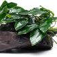 Live Aquarium Plants on Driftwood, Lava Rock, Moss Mat - Freshwater Fish Tank Plants (Nana Long Wavy, Driftwood (Small))