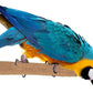 Super Bird Creations SB1154 Sure-Grip Grooming Perch Extra Large, Large/XL Bird Size - Enriches Beak and Foot Health - Ideal for Parrots African Greys Cockatoos - XL Bird Size, 1 1/4" diam x 12" (XL)