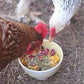 Pampered Chicken Mama Best Eggs Ever! Nesting Herbs for Chickens (4 Pounds) Calcium Supplement for Chickens | Chicken Feed Supplies, Hen Treats for Coops