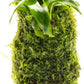 Live Aquarium Plants on Driftwood, Lava Rock, Moss, Fiber Mat - Freshwater Fish Tanks - Easy, Beginner Friendly (Anubias Minima on Christmas Moss Tower)