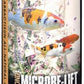 MICROBE-LIFT Sabbactisun Disease Treatment for Ponds and Outdoor Water Gardens, Disease Expellant for Pond Fish, 32 Fl Oz