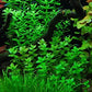 Bacopa Monnieri Moneywort Potted Live Aquarium Decorations Aquatic Plants for Fish Tank by Mainam