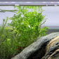 Live Aquarium Stem Plants - Freshwater Aquatic Plant for Fish Tanks, Aquascaping - (Water Wisteria Hygrophila Difformis, 1 Bunch)