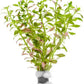 Live Plants – Mini Rice Paddy Herb (Limnophila aromatica) – Medium to High Light, Green to Reddish-Purple, Midground Accent – Lead Bunch, 1 Pack