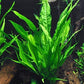 Potted Microsorum Plants - Java Fern | Live Freshwater Aquatic Plants for Aquariums and Terrariums - Low Light, Low Maintenance Plants. (Potted Microsorum Broad)