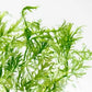 Live Aquarium Stem Plants - Freshwater Aquatic Plant for Fish Tanks, Aquascaping - (Water Wisteria Hygrophila Difformis, 1 Bunch)