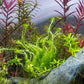 Live Aquarium Stem Plants - Freshwater Aquatic Plant for Fish Tanks, Aquascaping - (Mayaca Fluviatilis, 4 Bunches)