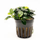 Anubias Live Aquarium Plants - Potted Freshwater Plant for Fish Tanks, Terrariums - Beginner Friendly Low Light (Barteri Dark Angel, 1 Pot)