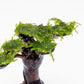 Live Aquarium Plants on Driftwood, Lava Rock, Moss, Fiber Mat - Freshwater Fish Tanks - Easy, Beginner Friendly (Moss on Bonsai Tree, (Small))