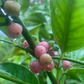 Gin Berry, Ginberry (Glycosmis pentaphylla)