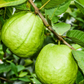 XL Guava Bundle: 'Ruby Supreme' & 'Kilo' Guava Trees