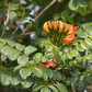 African Tulip Tree, Jamaican Donkey Pee Pee  (Spathodea campanulata)