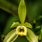 Vanilla Bean Orchid (Vanilla planifolia)