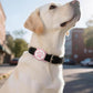 IP68 Waterpoof Dog Airtag Holder, Stretchy Silicone Full Body Covered Apple Air Tag Holder for Dog Cat Collar Fit All Width Collar (Pink/Red, 2 Pack)