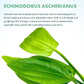 Live Plants - Argentine Sword (Echinodorus ascherianus) - Low to Medium Light, Bright Green Accent for Background Freshwater Aquarium Aquascaping - Pot