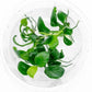 Ultum Nature Systems Anubias Nana Petite Tissue Culture Live Plant for Aquarium, Freshwater Fish Tank, Aquascaping - 100% Snail Free in Vitro