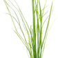 Live Plant - Tall Grass, Vallisneria Nana - Easy Care, Low to Moderage Light, Bright Green Accent, Freshwater Aquatic Plant for Aquascaping - Lead Bunch