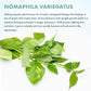 Live Plants – Variegated Hygrophila (Nomaphila variegatus) – Medium Light, Green and White Accent Freshwater Aquatic Stem Plant, Midground to Background Placement – Pot, 1 Pack
