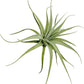 Live Air Plants - Tillandsia Albida 3-5" - 1ct – ragnaroc Live Indoor Plant - Live Arrival Guaranteed - House Plants for Home Decor & Gift