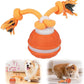 2026 New Interactive Pet Toy Ball, Smart Interactive Ball for Cats & Dogs, Electric Rolling Pet Toy Ball, Rechargeable Interactive Cat Toys for Bored Indoor Cats Kittens to Keep Busy (Orange)