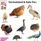 Pampered Chicken Mama Molting Supplement for Chickens: Fluffiest Feathers Ever Backyard Chicken Feed and Supplies for Hens (2 pounds)